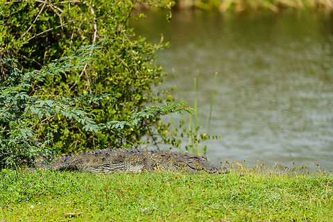 Mugger Crocodile relaxing in Bundula, Sri Lanka  Asia,Bundula,Crocodylus palustris,Mugger crocodile,Sri Lanka