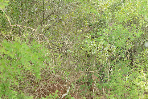 5 tons of stealth Without the clues, I think many of you would wonder what this photo is about. Look closer and you will see the elephant hiding in these bushes. They are very easy to miss. Even when seen, it is still hard to keep track of them.  Asia,Bundula,Elephas maximus maximus,Sri Lanka,Sri Lankan elephant