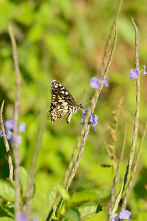 Common Lime butterfly, Udawalawa, Sri Lanka  Asia,Common Lime Butterfly,Papilio demoleus,Sri Lanka,Udawalawa