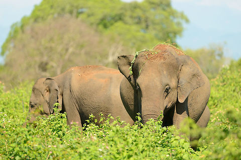 Closeup of Sri Lankan Elephants in Udwalawa, Sri Lanka  Asia,Elephas maximus maximus,Sri Lanka,Sri Lankan elephant,Udawalawa