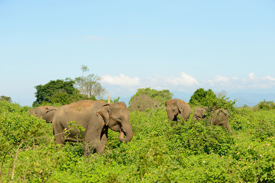 Sri Lankan Elephants in Udwalawa, Sri Lanka This group was very peaceful and seemed to have a great life here. Plenty of space and food. Asia,Elephas maximus maximus,Sri Lanka,Sri Lankan elephant,Udawalawa
