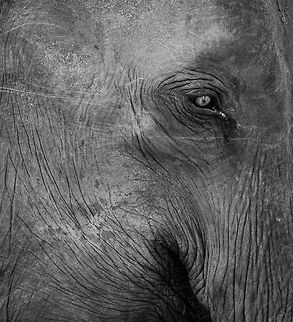 Closeup of male Sri Lankan Elephant, Udawalawa, Sri Lanka  Asia,Elephas maximus maximus,Sri Lanka,Sri Lankan elephant,Udawalawa,b&w,black and white