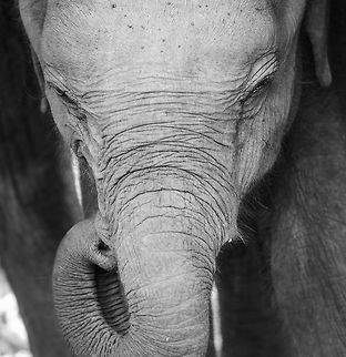 Closeup of young Sri Lankan Elephant - I, Udawalawa, Sri Lanka  Asia,Elephas maximus maximus,Sri Lanka,Sri Lankan elephant,Udawalawa