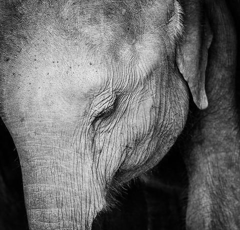 Closeup of young Sri Lankan Elephant - II, Udawalawa, Sri Lanka  Asia,Elephas maximus maximus,Sri Lanka,Sri Lankan elephant,Udawalawa,b&w,black and white