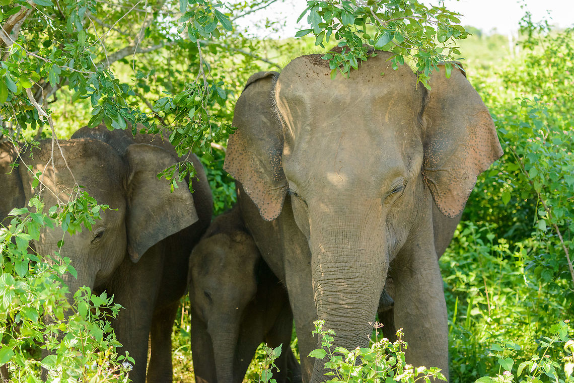 Friends this time? After the elephant attack we experienced earlier during the trip...<br />
<br />
<figure class="photo"><a href="https://www.jungledragon.com/image/26401/sri_lanka_elephant_attack_-_charge_two.html" title="Sri Lanka Elephant attack - charge two"><img src="https://s3.amazonaws.com/media.jungledragon.com/images/2/26401_thumb.jpg?AWSAccessKeyId=05GMT0V3GWVNE7GGM1R2&Expires=1770854410&Signature=NrSh2CHodsYyLZqRjbTbunmo8tY%3D" width="200" height="134" alt="Sri Lanka Elephant attack - charge two Those that have read our travel report from Sri Lanka have read how we were attacked by a large male bull whilst in a jeep in Wasgamuwa. It was a full force head-on charge, that went very quickly, yet gave us the time enough to consider it could be our last moment. Luckily, the bull stopped only 1m in front of our jeep, due to 2 guides in the jeep distracting the elephant with hand signals and lots of shouting. <br />
<br />
As the attack took us of guard, we have no pictures of it. Surprising enough, a 2nd attack followed whilst we were still recovering from the 1st. This time I did snap a few, so hereby I'll share some.<br />
<br />
This is the 2nd charge in full action, several tons of animal speeding towards us over a very short distance of about 20m. Having been through this experience just minutes before, this time I managed to snap this one, meanwhile hoping that it would end just like the 1st attack: with the male backing of at the last moment. I was as scared as during the 1st attack, but figured I could not control my faith anyway, so I might as well shoot a few. <br />
<br />
Where I normally cannot tell one elephant from the other, I have no problem recognizing this one. It's edged in my memory forever. I recognize it from the wart above its left eye (right on the photo).<br />
<br />
Note that I do not share this to glorify the experience. We felt very bad about both incidents and have no intention to provoke animals. I'm documenting this to share a lesson learned, to show warning signs, to recognize behavior and better yet, to prevent it altogether by observing from further away (tell your driver). <br />
<br />
Looking back at the sequence....<br />
<br />
Right after the first attack:<br />
http://www.jungledragon.com/image/26398/sri_lanka_elephant_attack_-_the_calm_mother_and_her_baby.html<br />
The male, annoyed that we are still too close, gives a first warning:<br />
<br />
http://www.jungledragon.com/image/26404/sri_lanka_elephant_attack_-_the_warning_step.html<br />
The male deciding whether to attack again:<br />
<br />
http://www.jungledragon.com/image/26405/sri_lanka_elephant_attack_-_deciding.html<br />
The male, giving a last warning:<br />
<br />
http://www.jungledragon.com/image/26406/sri_lanka_elephant_attack_-_final_warning.html<br />
Silence before the storm:<br />
<br />
http://www.jungledragon.com/image/26399/sri_lanka_elephant_attack_-_introducing_the_bull_male.html<br />
Full charge:<br />
<br />
http://www.jungledragon.com/image/26401/sri_lanka_elephant_attack_-_charge_two.html<br />
Happy ending:<br />
<br />
http://www.jungledragon.com/image/26407/sri_lanka_elephant_attack_-_happy_ending.html Asia,Elephas maximus maximus,Sri Lanka,Sri Lankan elephant,Wasgamuwa" /></a></figure><br />
<br />
...this close encounter meeting with yet another family being protective of a young kind of made us wary. Luckily, it was a friendly meeting this time. This just goes to show that elephant really are unique individuals with different personalities, and also important: each having their own history, memory and relation with humans. Asia,Elephas maximus maximus,Sri Lanka,Sri Lankan elephant,Udawalawa