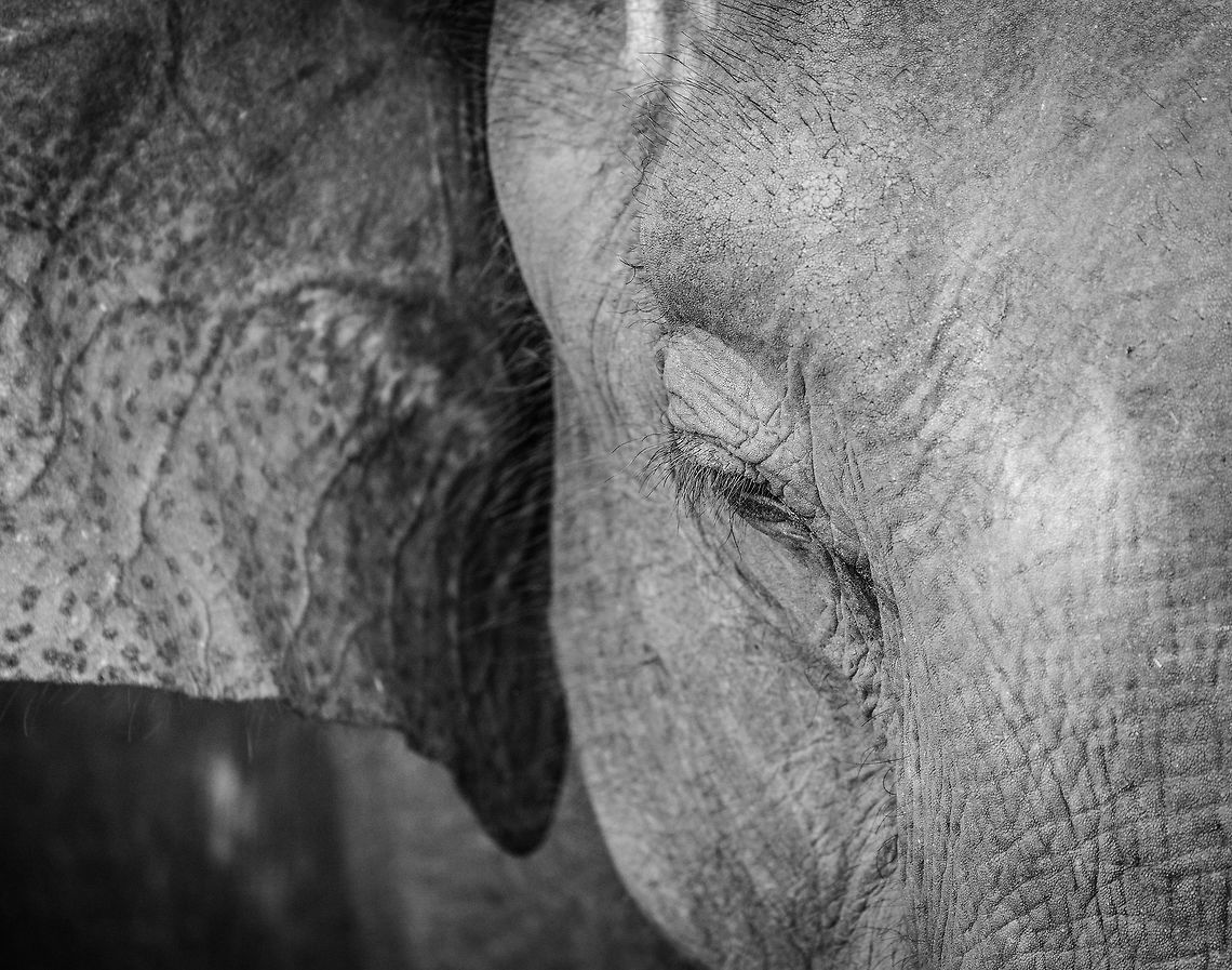 Closeup of female Sri Lankan Elephant, Udawalawa, Sri Lanka  Asia,Elephas maximus maximus,Sri Lanka,Sri Lankan elephant,Udawalawa,b&w,black and white