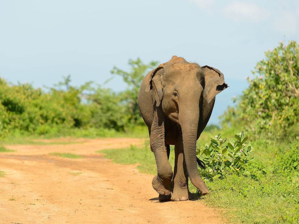 Joyful Sri Lankan Elephant (mother) on the go in Udawalawa, Sri Lanka You can tell that in Udawalawa, elephants are the happiest. They behave totally different from the elephants in the other parks in Sri Lanka.  Asia,Elephas maximus maximus,Sri Lanka,Sri Lankan elephant,Udawalawa