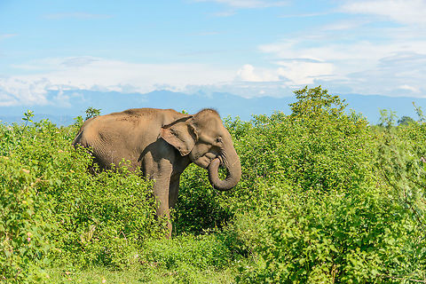 Sri Lankan Elephant on top of the world As you enter Udawalawa, you have this strange feeling as if being on top of the world, due to the park being flat with an outline of mountain ranges in the background. Asia,Elephas maximus maximus,Sri Lanka,Sri Lankan elephant,Udawalawa
