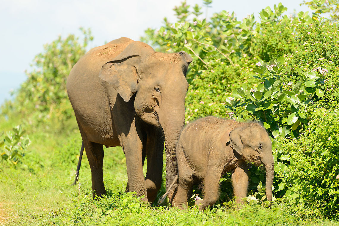 Sri Lankan Elephant (mother) pushes calf in right direction, Udawalawa, Sri Lanka Elephants do not raise their young by discussion, they do it by weight. Asia,Elephas maximus maximus,Sri Lanka,Sri Lankan elephant,Udawalawa