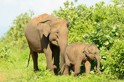 Sri Lankan Elephant (mother) pushes calf in right direction, Udawalawa, Sri Lanka Elephants do not raise their young by discussion, they do it by weight. Asia,Elephas maximus maximus,Sri Lanka,Sri Lankan elephant,Udawalawa