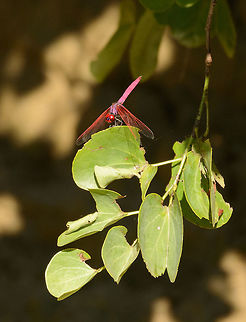Crimson Marsh Glider, Sri Lanka Taken from a jeep with a 400mm zoom, so sorry for the poor quality. In my eyes one of the most beautiful dragonflies in the world, with its insane colors. Some better photos here:
http://www.jungledragon.com/specie/2696/photos Asia,Crimson Marsh Glider,Sri Lanka,Trithemis aurora,Udawalawa