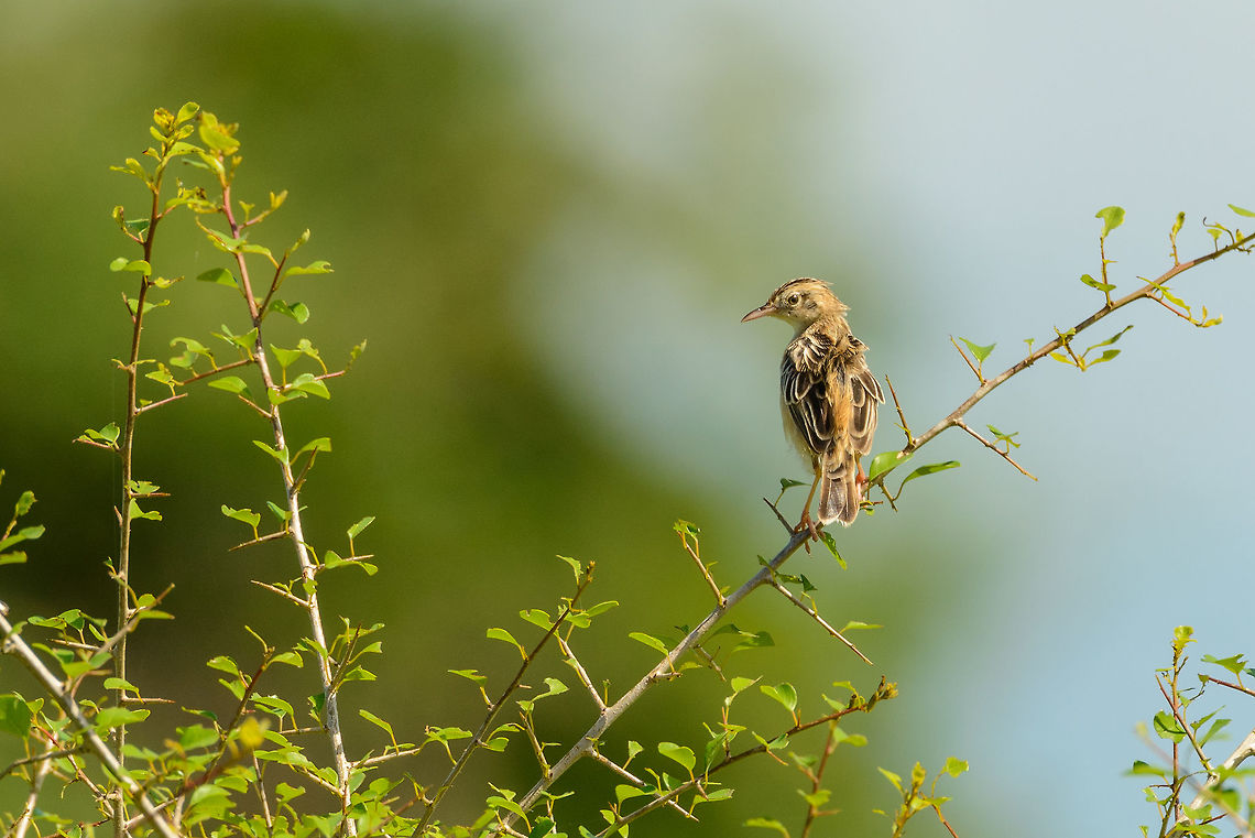 Paddyfield pipit, Udawalawa, Sri Lanka Presumed species, since a lot of passerines in Sri Lanka share a similar looking plumage. Anthus rufulus,Asia,Paddyfield pipit,Sri Lanka,Udawalawa