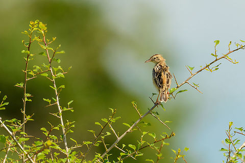 Paddyfield pipit, Udawalawa, Sri Lanka Presumed species, since a lot of passerines in Sri Lanka share a similar looking plumage. Anthus rufulus,Asia,Paddyfield pipit,Sri Lanka,Udawalawa