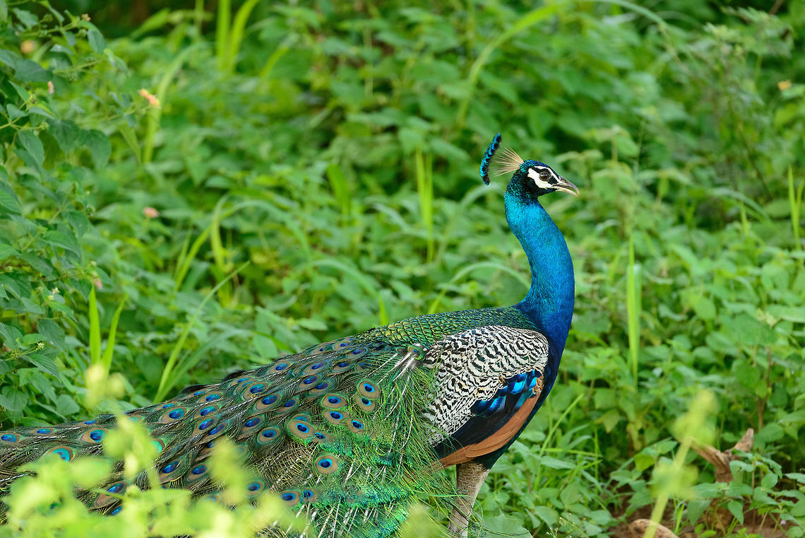 King looking for queen Male Indian Peafowl in Udawalawa, Sri Lanka. Asia,Indian peafowl,Pavo cristatus,Sri Lanka,Udawalawa