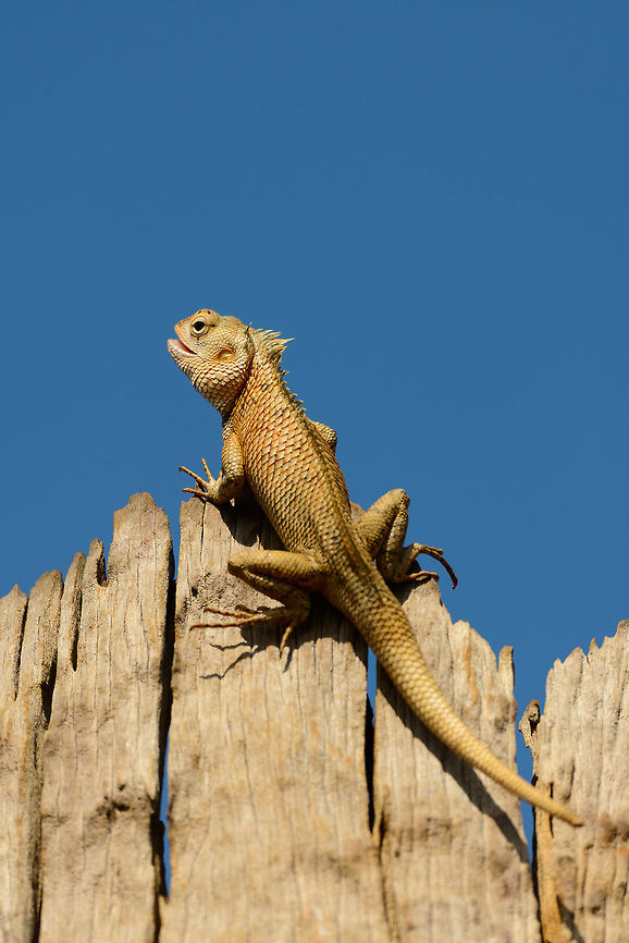 Oriental Garden Lizard, Udawalawa, Sri Lanka  Asia,Calotes versicolor,Oriental Garden Lizard or Changeable Lizard,Sri Lanka,Udawalawa