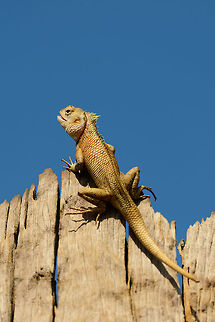 Oriental Garden Lizard, Udawalawa, Sri Lanka  Asia,Calotes versicolor,Oriental Garden Lizard or Changeable Lizard,Sri Lanka,Udawalawa