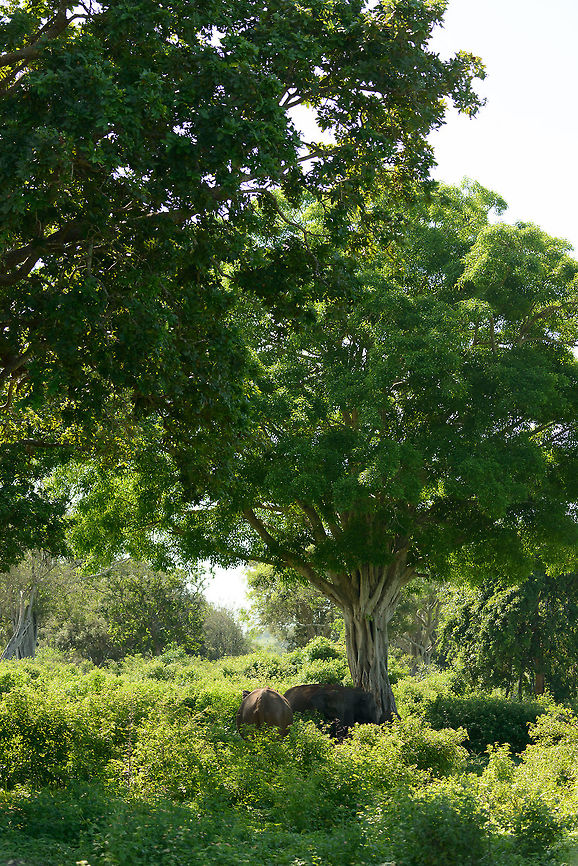 Sri Lankan Elephants admist thick vegetation, Udawalawa, Sri Lanka Not the most interesting shot of these elephants, but I just wanted to include some of their habitat in this park.  Asia,Elephas maximus maximus,Sri Lanka,Sri Lankan elephant,Udawalawa