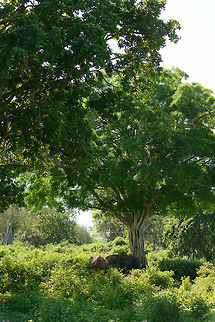 Sri Lankan Elephants admist thick vegetation, Udawalawa, Sri Lanka Not the most interesting shot of these elephants, but I just wanted to include some of their habitat in this park.  Asia,Elephas maximus maximus,Sri Lanka,Sri Lankan elephant,Udawalawa