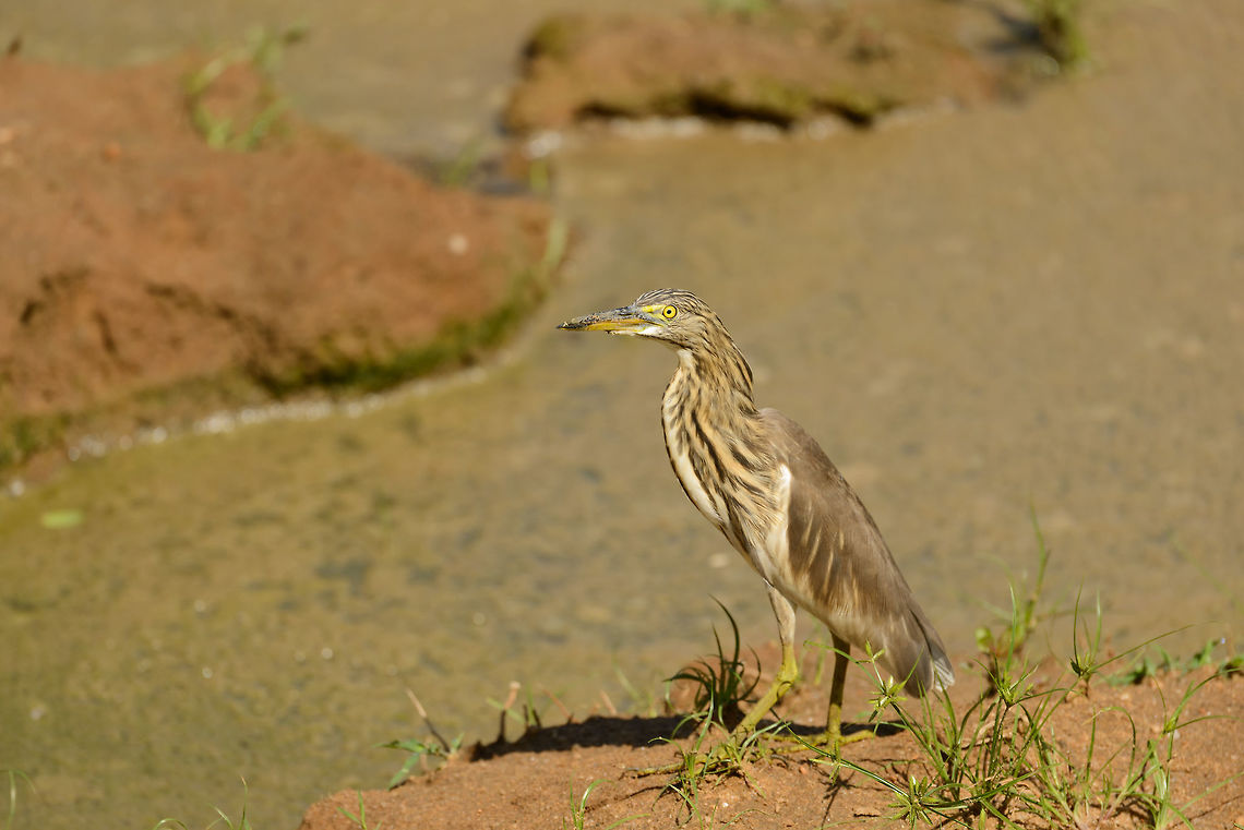 Indian Pond Heron in Udawalawa, Sri Lanka  Ardeola grayii,Asia,Indian Pond Heron,Sri Lanka,Udawalawa
