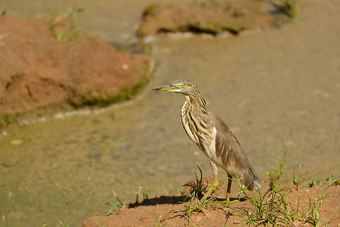 Indian Pond Heron in Udawalawa, Sri Lanka  Ardeola grayii,Asia,Indian Pond Heron,Sri Lanka,Udawalawa