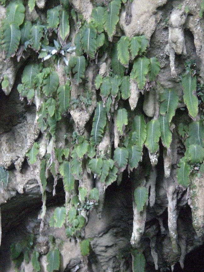 One-leaf plants According to our guide, these odd one-leaf plants only occur at this single place on Earth, right outside the Clearwater Cave in Borneo. Caves,Flora,Malaysia,Monophyllaea glauca,Monophyllaea glauca (One-leaf plant),One-leaf,Plants
