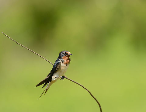 Closeup of a Barn Swallow in Udawalawa  Asia,Barn Swallow,Hirundo rustica,Sri Lanka,Udawalawa