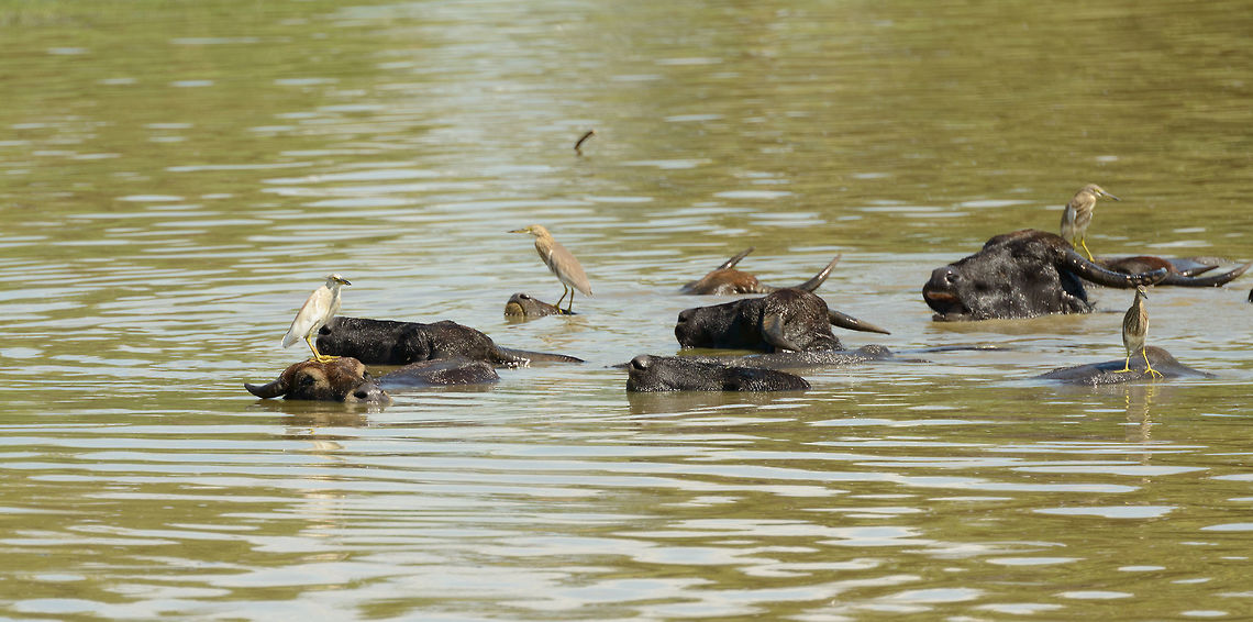 Water Buffalos as floating platforms in Udawalawa, Sri Lanka A herd of a few dozen buffalo in Udawalawa submerge in a large pond as the day is heating up. Meanwhile, egrets use their face as a platform for fishing. Asia,Bubalus bubalis,Sri Lanka,Udawalawa,Water buffalo