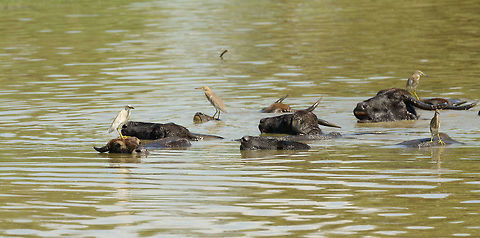 Water Buffalos as floating platforms in Udawalawa, Sri Lanka A herd of a few dozen buffalo in Udawalawa submerge in a large pond as the day is heating up. Meanwhile, egrets use their face as a platform for fishing. Asia,Bubalus bubalis,Sri Lanka,Udawalawa,Water buffalo