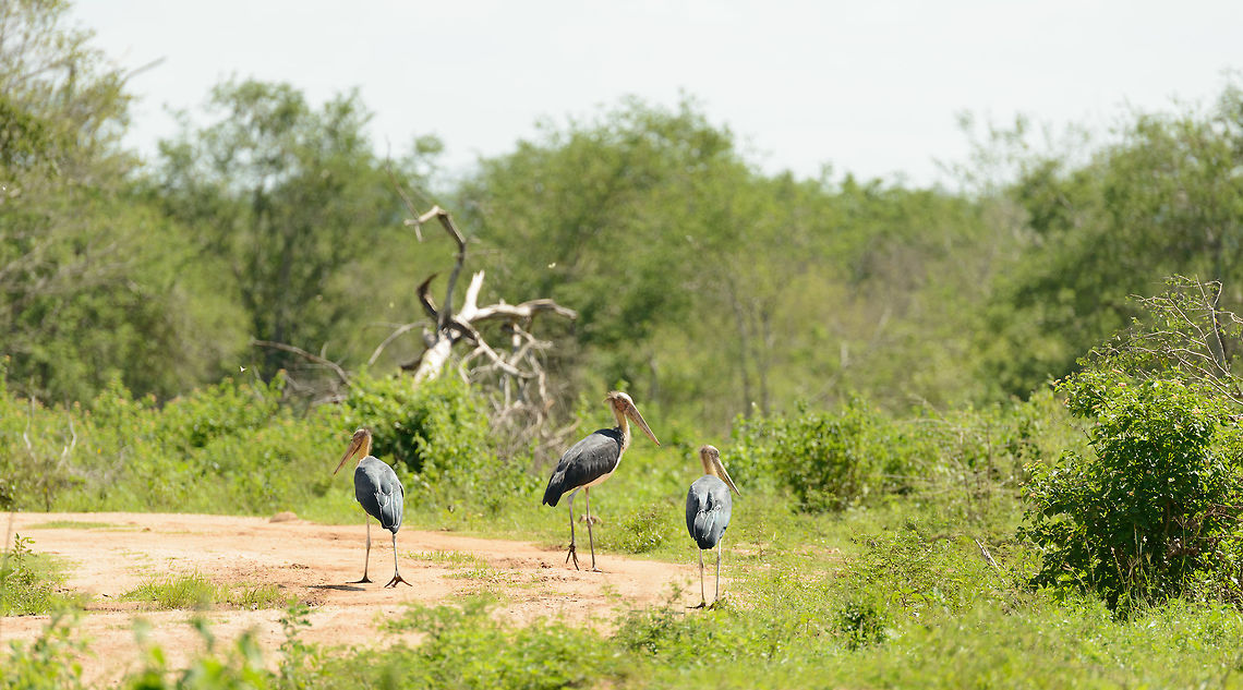Lesser Adjutants on road in Udawalawa, Sri Lanka  Asia,Leptoptilos javanicus,Lesser Adjutant,Sri Lanka,Udawalawa