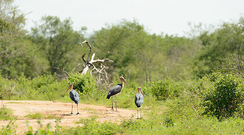 Lesser Adjutants on road in Udawalawa, Sri Lanka  Asia,Leptoptilos javanicus,Lesser Adjutant,Sri Lanka,Udawalawa