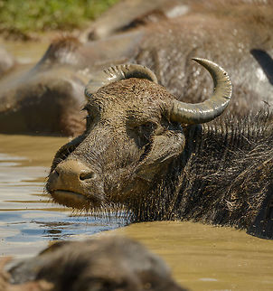 Closeup of Water Buffalo in Udawalawa waters, Sri Lanka  Asia,Bubalus bubalis,Sri Lanka,Udawalawa,Water buffalo