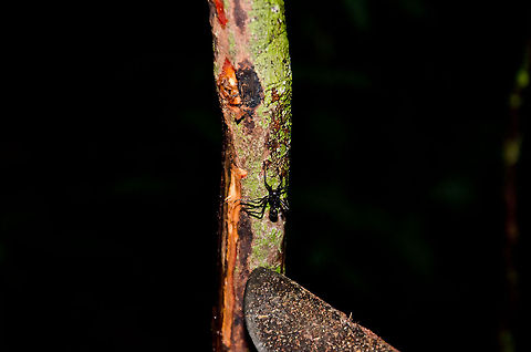 Giant Bullet Ant in Amazon jungle A single Bullet Ant individual, this photo gives a rough indication of its size. As mentioned before, one should avoid these ants as much as possible, it has one of the most painful insect bites in the world. Amazon,Ants,Brazil,Bullet Ants,Geotagged,Insects