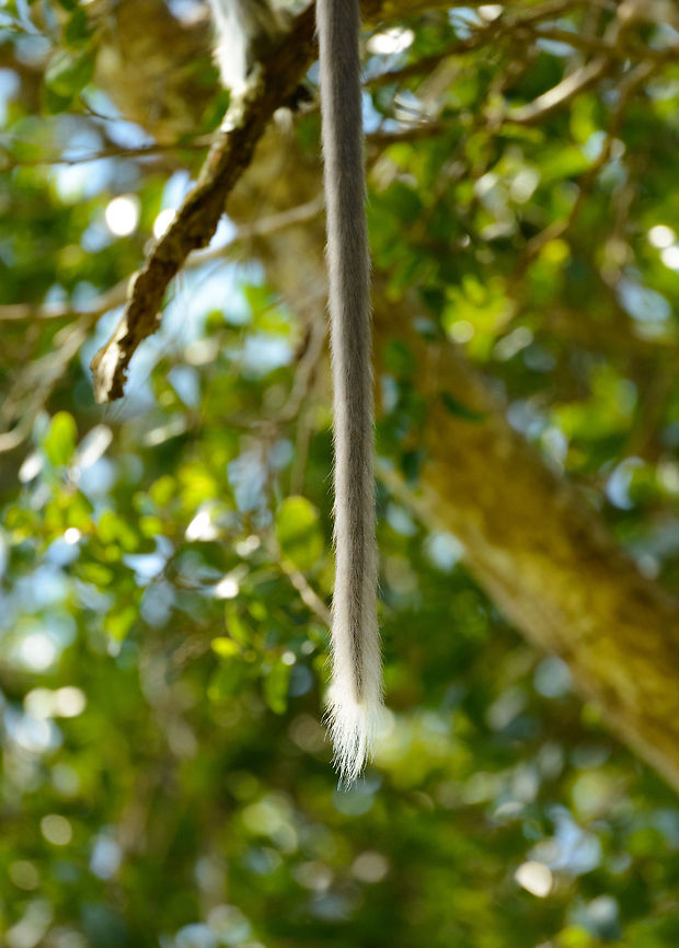 Monkeys be here Closeup of the long tail of a Tufted Gray Langur in a tree in Udawalawa, Sri Lanka. Asia,Semnopithecus priam,Sri Lanka,Tufted gray langur,Udawalawa