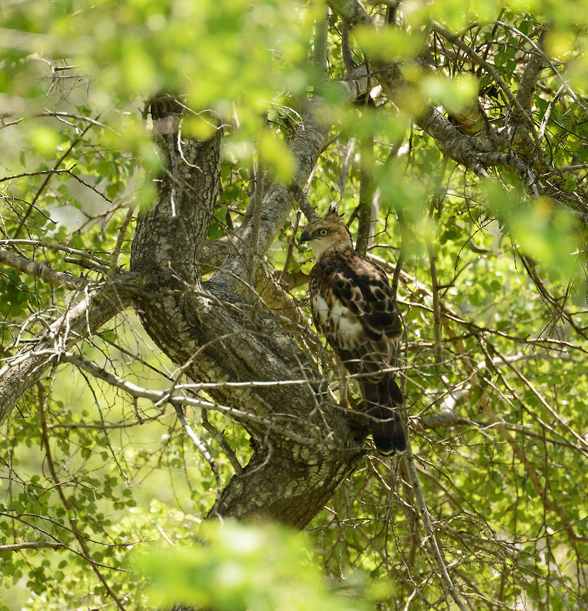 Changeable Hawk-Eagle in tree, Udawalawa, Sri Lanka  Asia,Changeable Hawk-Eagle,Nisaetus cirrhatus,Sri Lanka,Udawalawa