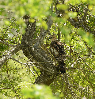 Changeable Hawk-Eagle in tree, Udawalawa, Sri Lanka  Asia,Changeable Hawk-Eagle,Nisaetus cirrhatus,Sri Lanka,Udawalawa