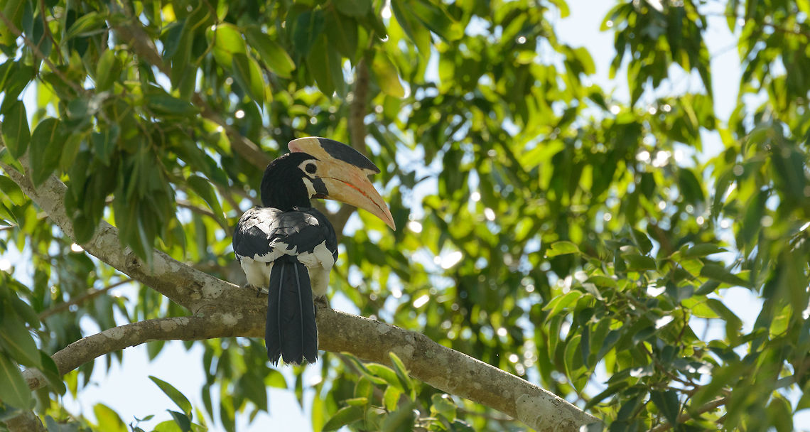 Malabar pied hornbill in Udawalawa, Wilpaththu, Sri Lanka  Anthracoceros coronatus,Asia,Malabar pied hornbill,Sri Lanka,Udawalawa