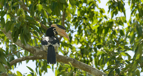 Malabar pied hornbill in Udawalawa, Wilpaththu, Sri Lanka  Anthracoceros coronatus,Asia,Malabar pied hornbill,Sri Lanka,Udawalawa