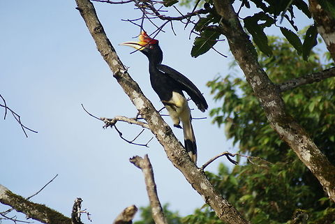 Rhinoceros Hornbill Very shy and very hard to photograph in the wild. We found this one near the side of a river close to Mulu in Malaysia.  Birds,Buceros rhinoceros,Hornbill,Malaysia,Rhinoceros Hornbill