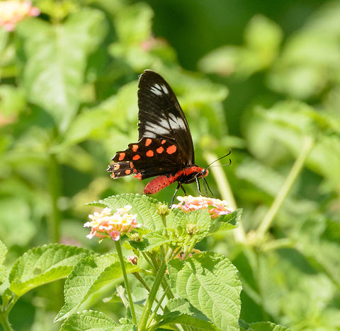 Crimson Rose in Udawalawa, Sri Lanka Taken with the 400mm and then cropped, this butterfly is large enough to do that. Asia,Crimson Rose,Pachliopta hector,Sri Lanka,Udawalawa