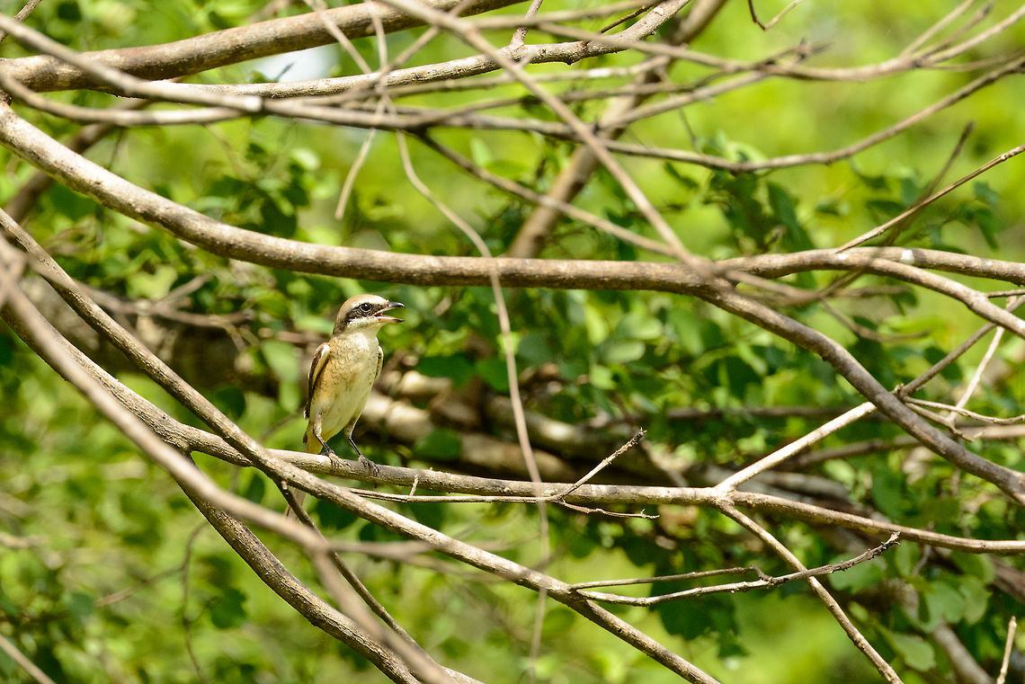 Brown Shrike in Udawalawa, Sri Lanka Not 100% sure on which kind of shrike this is. Asia,Lanius cristatus,Sri Lanka,Udawalawa