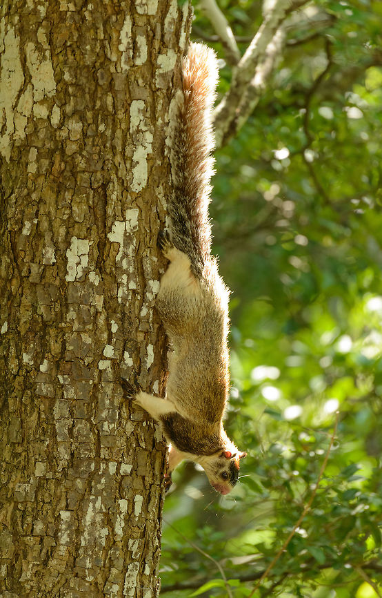 Grizzled giant squirrel, Udawalawa, Sri Lanka Full body shot. Asia,Grizzled giant squirrel,Ratufa macroura,Sri Lanka,Udawalawa