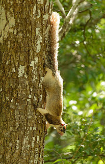 Grizzled giant squirrel, Udawalawa, Sri Lanka Full body shot. Asia,Grizzled giant squirrel,Ratufa macroura,Sri Lanka,Udawalawa