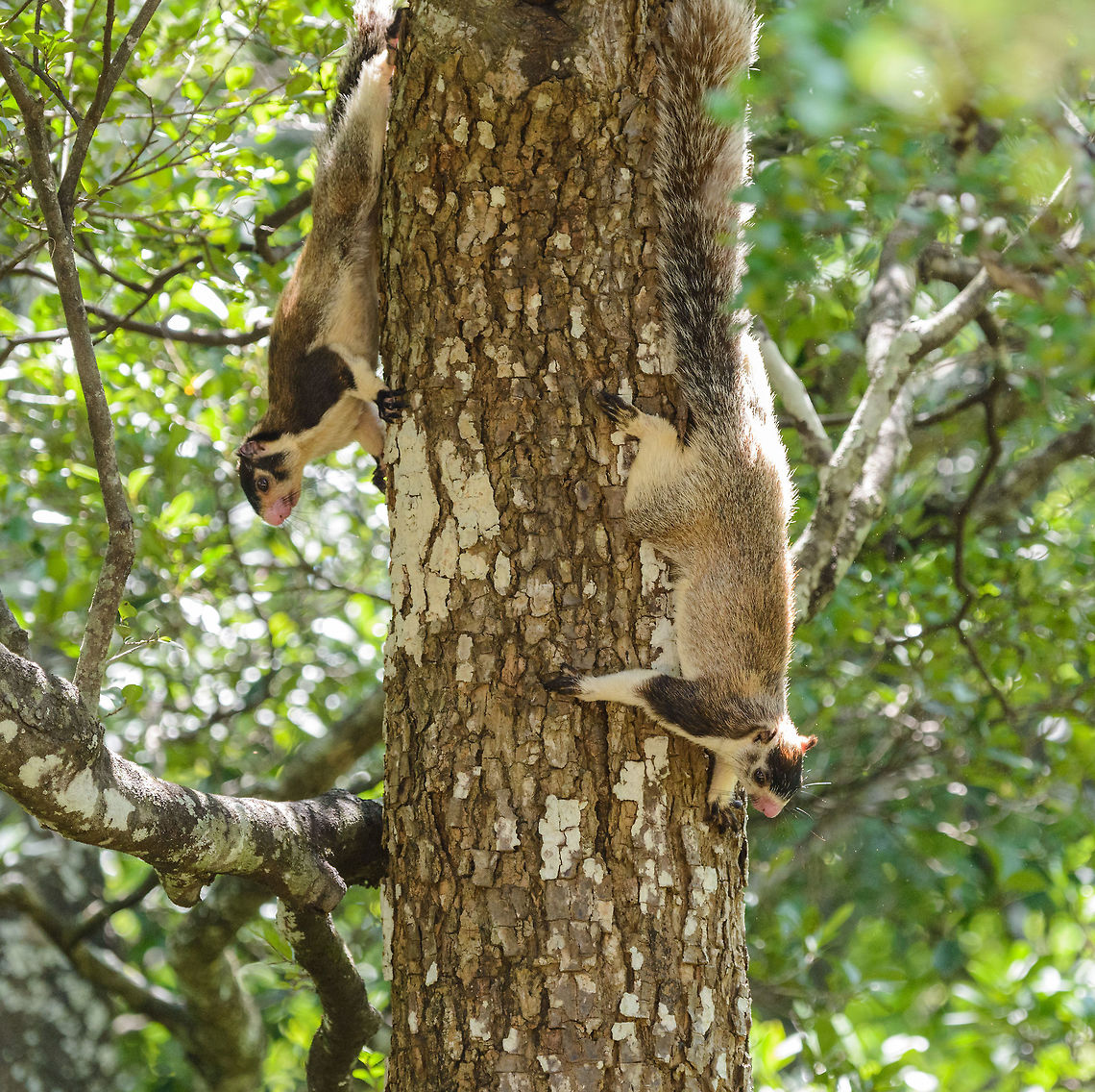Two Grizzled giant squirrels, Udawalawa, Sri Lanka Kind of a rushed shot as we were driving and suddenly saw two of them up close running down this tree. Asia,Grizzled giant squirrel,Ratufa macroura,Sri Lanka,Udawalawa
