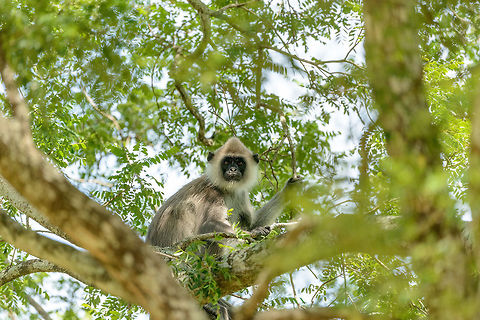 Tufted Gray Langur closeup in Udawalawa, Sri Lanka  Asia,Semnopithecus priam,Sri Lanka,Tufted gray langur,Udawalawa