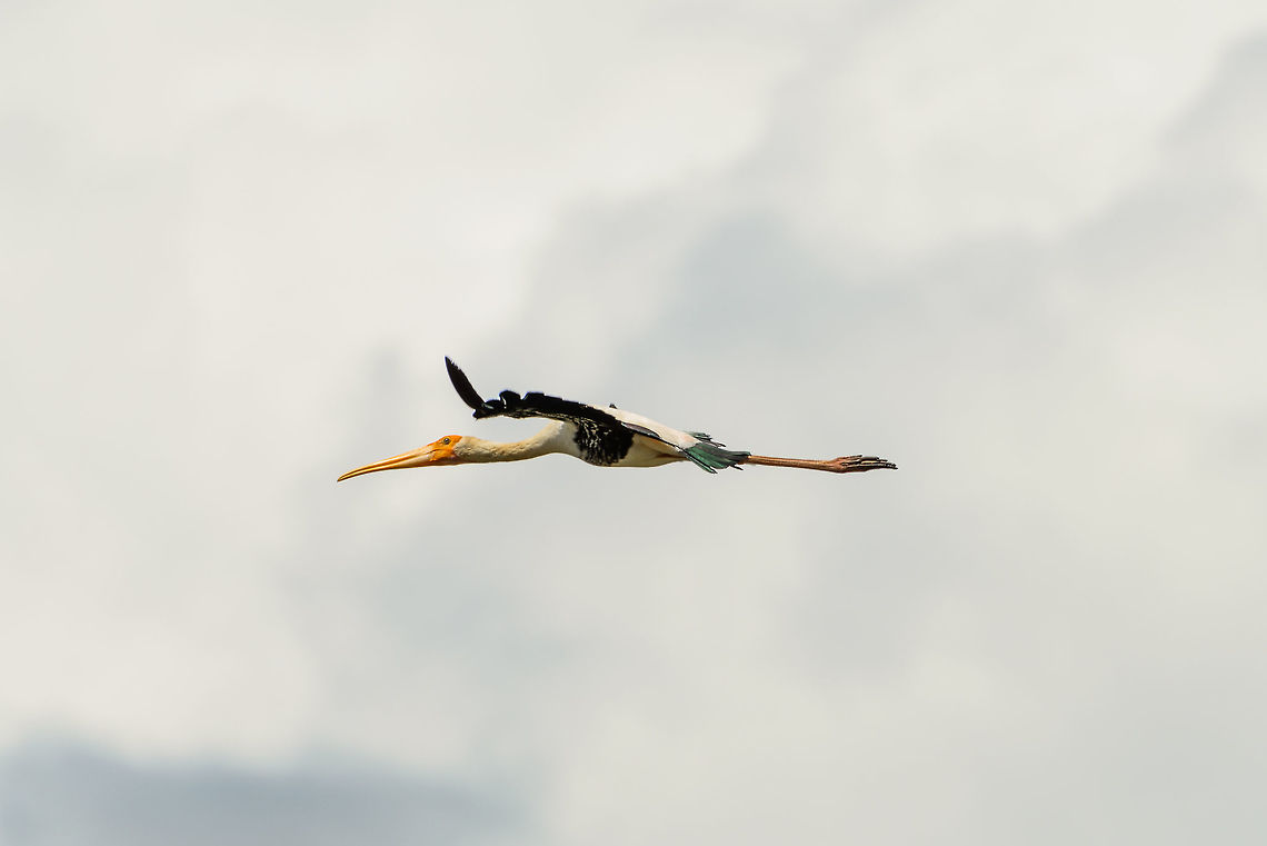 Painted Stork horizontal glide, Udawala, Sri Lanka  Asia,Mycteria leucocephala,Painted Stork,Sri Lanka,Udawalawa
