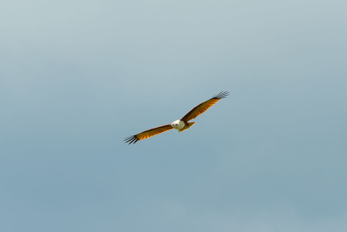 Brahminy Kite in flight, Udawala, Sri Lanka  Asia,Brahminy Kite,Haliastur indus,Sri Lanka,Udawalawa