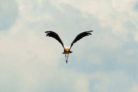 Painted Stork frontal flight, Udawalawa, Sri Lanka  Asia,Mycteria leucocephala,Painted Stork,Sri Lanka,Udawalawa