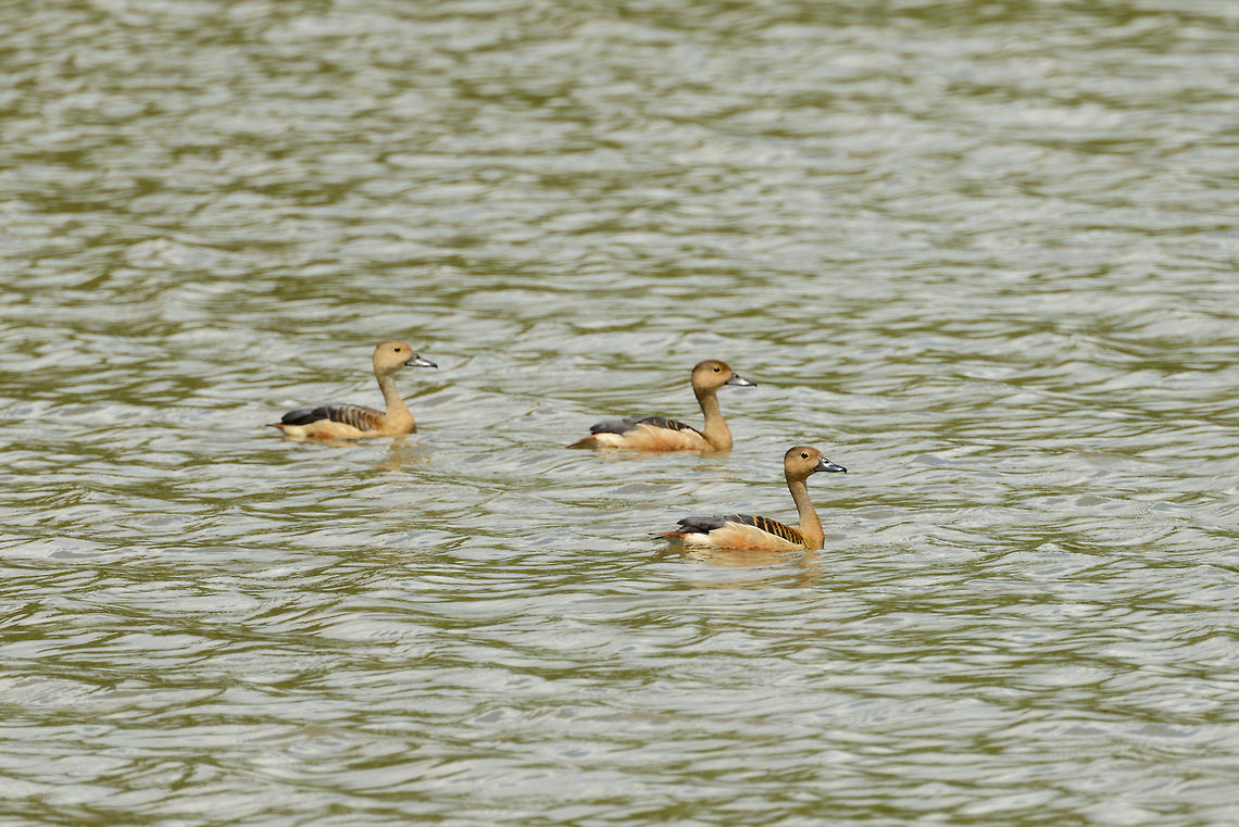 Lesser Whistling Ducks in Udawalawa, Sri Lanka  Asia,Dendrocygna javanica,Lesser Whistling Duck,Sri Lanka,Udawalawa