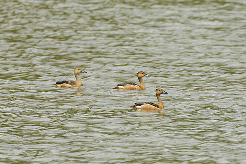 Lesser Whistling Ducks in Udawalawa, Sri Lanka  Asia,Dendrocygna javanica,Lesser Whistling Duck,Sri Lanka,Udawalawa