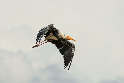 Painted Stork in flight - closeup, Udawalawa, Sri Lanka  Asia,Mycteria leucocephala,Painted Stork,Sri Lanka,Udawalawa